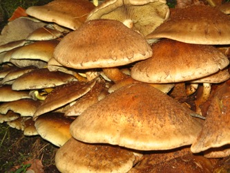 Elfenbankjes in de bossen bij Leusden