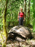 Really big tortoises