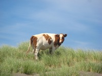 Chileense koe in Chileense duinen