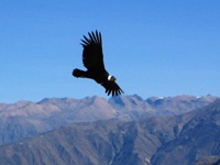 Condor bij het Cruz del Condor
