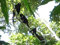 Howler monkeys in Cahuita