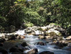 Op Toms land, prachtige beekjes en rivieren door tropisch bos