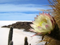 Bloeiende cactussen op Isla de Pescadores