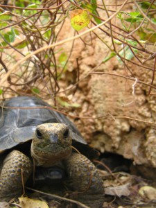 IMG_1082_De_eerstgeborene_in_het_schildpaddenbroedcentrum_op_San_Cristobal