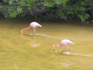 IMG_1605_Flamingos