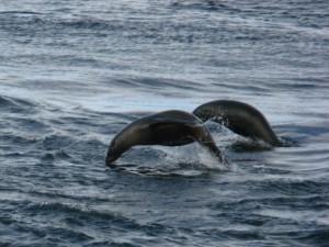 IMG_2783_Springende_zeeleeuwen