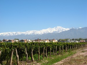 IMG_3649_Lujan_wijstreek_bij_Mendoza