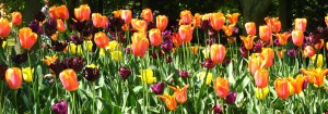 IMG_4172 - Keukenhof