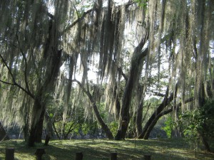 IMG_8804_Ceiba_bomen