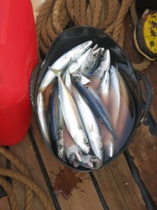 Free mackerel of Nice fishing